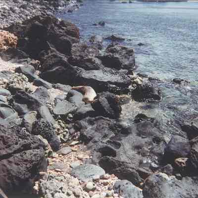 Monk seal on rocky shoreline