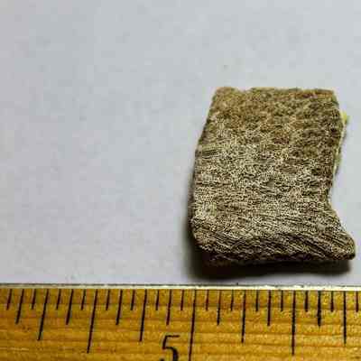 Part of a broken coral abrader: A small, rough-textured coral fragment lies on a white surface, next to a wooden ruler, measuring approximately 1.75 inches.