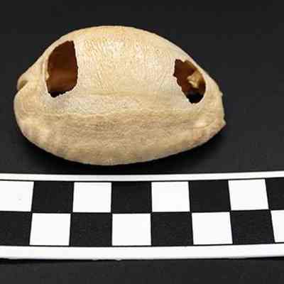 Cowrie shell lure with scale: The image shows a hollow shell with missing sections, placed above a black-and-white centimeter scale for measurement against a dark background.