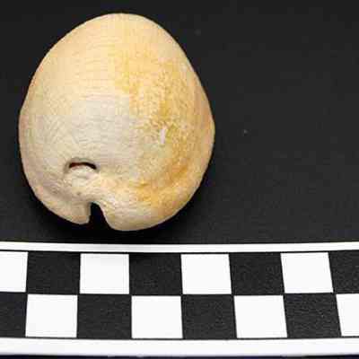 Lengthwise view of cowrie shell lure with scale: The image shows a cream-colored shell resting on a dark background beside a black-and-white checkered ruler labeled in centimeters, indicating size.
