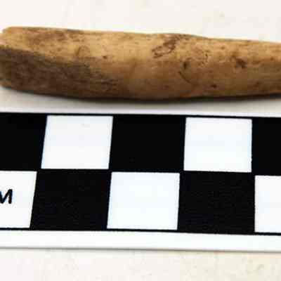 Echinoid abrader: The image shows a small, elongated, cylindrical artifact above a black and white scale ruler labeled with "CM," indicating its size for reference comparison.