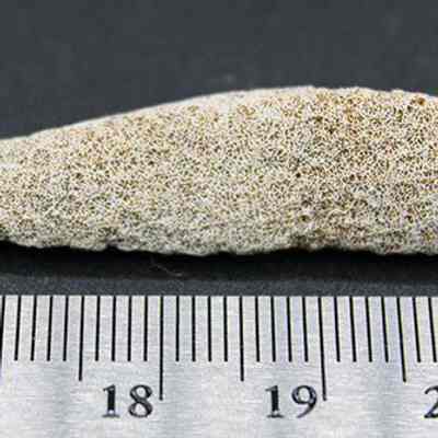 Coral abrader (profile view) with ruler: The image shows a small, textured, elongated coral fragment placed above a ruler showing the fragment is approximately 4 cm on a dark background.