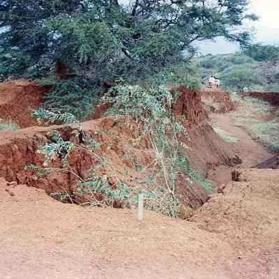 Unidentified tree growing in gully