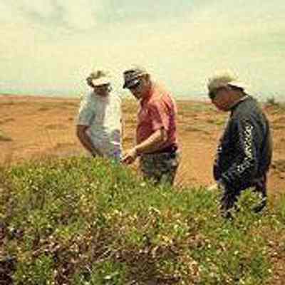 Three men examining aalii