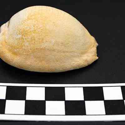 Profile of cowrie shell lure with scale: The image shows an ivory-colored, oval-shaped shell placed above a black-and-white checkered scale with centimeter markings against a black background.