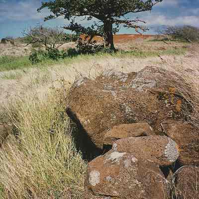 Wiliwili by itself southwest of Moa'ula