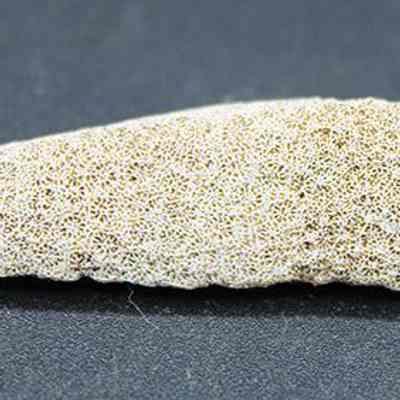 Closeup profile of a coral abrader: The image shows a piece of coral with a textured surface, appearing light beige in color, resting on a smooth, dark background.