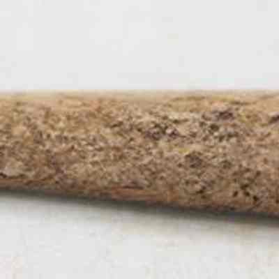 Closeup profile of bone pick: The image shows an ancient, pointed bone artifact with a tapered end, resting on a light surface, likely used as a tool or weapon.