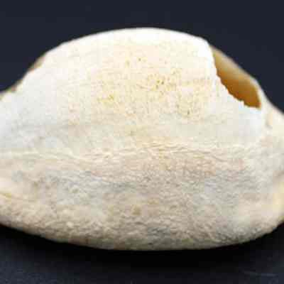 Profile of cowrie shell lure: A close-up image of a white, textured seashell is displayed against a solid black background, highlighting its natural patterns and aged, weathered surface.