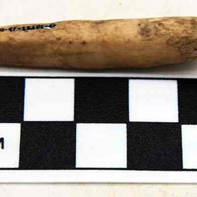 Echinoid abrader with accession number on top: The image shows an artifact, placed next to a black and white measurement scale marked in centimeters.