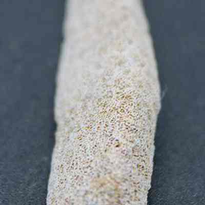 Closeup lengthwise view of  a coral abrader: The image shows a close-up of a porous, elongated piece of coral on a dark background, highlighting its texture.