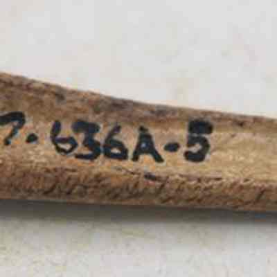 Bone pick with original accession number: The image depicts an ancient, pointed bone tool with a worn surface, inscribed with the sequence "50-20-97-636A-5."