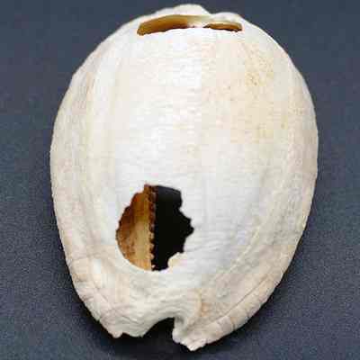 Lengthwise view of cowrie shell lure: The image shows a large, pale, oval-shaped seashell with two prominent holes on its top, lying on a dark surface, highlighting its textured surface