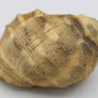 Closeup of small shell: The image shows a single, brown, and beige shell with distinct ridges and a rough texture, set against a plain background.