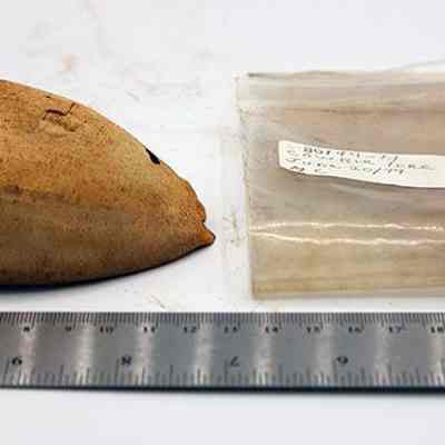 Cowry shell lure with artifact  bag label: Original size: 9 cm (L); Original format: Artifact; Resolution: 200 dpi