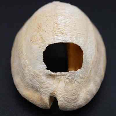 Closeup of end of cowrie shell lure: The image shows a white seashell featuring a large rectangular hole in its center, placed against a dark background, highlighting its textures and natural patterns.
