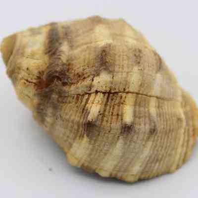 Closeup of small shell: The image shows a close-up view of a textured, ridged seashell with a spiral shape and earthy tones of brown and cream, casting soft shadows.