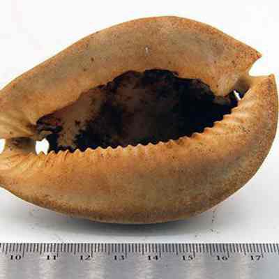 Underside of cowry shell lure: Original size: 9 cm (L); Original format: Artifact; Resolution: 200 dpi