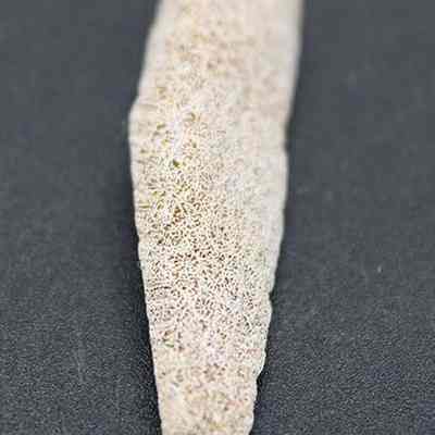 Lengthwise closeup view of coral abrader: A tapered, textured, light-colored coral is placed on a dark surface, displaying intricate, porous patterns throughout its length.