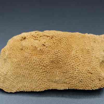 Close up of coral abrader: The image shows a brown coral abrader with a rough, porous surface, lying on a smooth dark background.