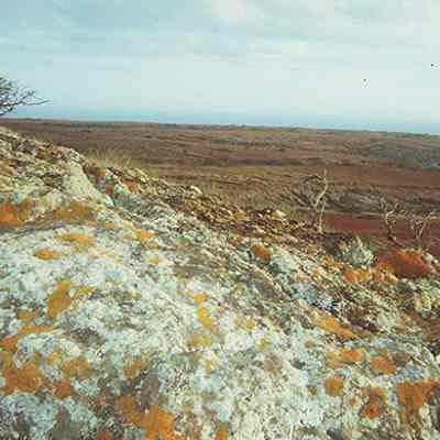 Lichen on pohaku (boulder)