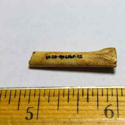 Small piece of worked bird bone: A small, labeled bone lies on a flat surface next to a ruler, revealing its size and detailed markings.