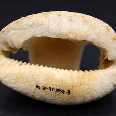 Underside of cowrie shell lure: The image shows the underside of a large, pale seashell with a textured surface and a wide, curved opening with black numbers, set against a dark background.