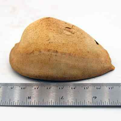Profile of cowry shell lure: Original size: 9 cm (L); Original format: Artifact; Resolution: 200 dpi