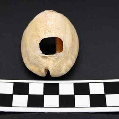 Lengthwise view  of cowrie shell lure with scale: The image shows a hollowed-out shell with a square hole on a black background, next to a black-and-white checkered measurement scale marked in centimeters