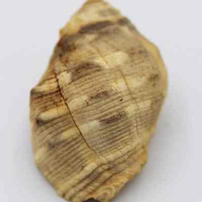 Closeup of small shell: The image shows a close-up of a textured, light brown seashell with darker brown streaks, set against a plain white background.