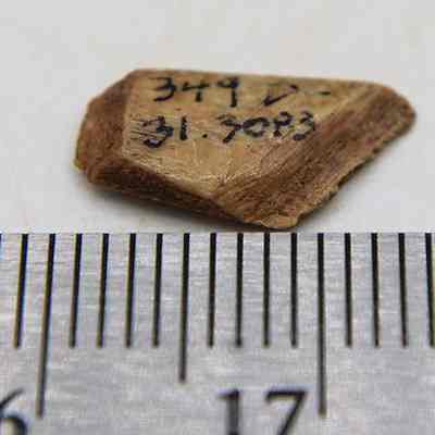 Closeup of worked bone fish hook tab fragment with ruler: The image shows a small, irregularly shaped bone fragment, possibly a fishhook tab fragment, with inscriptions, placed next to a ruler for size reference indicating its length is around 1 cm.