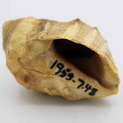 Closeup of bottom of shell with visible alternate id number: Original size: 4.25 x 2.5 cm; Original format: Artifact; Resolution: 200 dpi