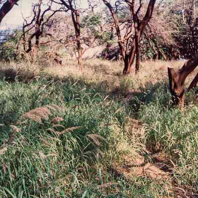 Grass and trees