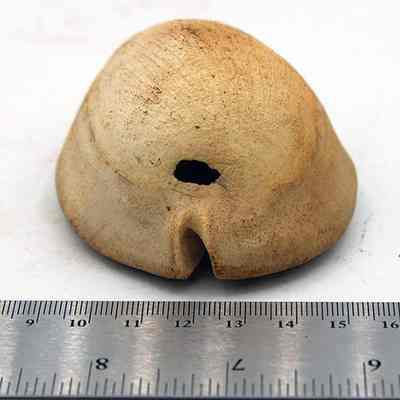 Headlong view of opposite end of cowry shell lure: Copyright: \\KIRC-LIB-01\Library Database\ArchvCultRes\Mstr\Marine\0000153e; Origsize: 9 cm (L); Origformat: Artifact; Resolution: 200 dpi
