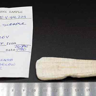 Shell scraper/adze with artifact slip: Origsize: 9.5 cm; Origformat: Artifact; Resolution: 200 dpi