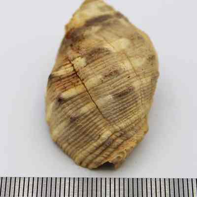 Closeup lengthwise view of shell with ruler: The image shows a brown and beige textured seashell, slightly worn and rough, placed on a plain white surface.