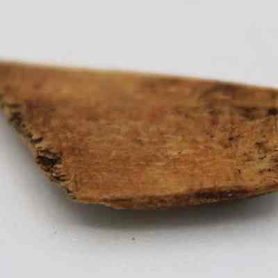 Closeup of fish hook tab fragment made from worked bone: The image shows a small, triangular bone fragment with a rough, earthy texture set against a plain background.