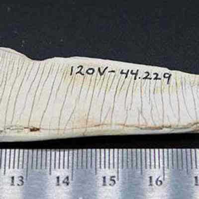 Underside of shell scraper/adze with artifact id #: Origsize: 9.5 cm (l); Origformat: Artifact; Resolution: 200 dpi