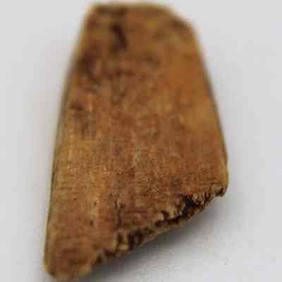 Closeup of a small fish hook tab fragment made of worked bone: The image showcases a close-up view of a small, weathered, brownish piece of bone.