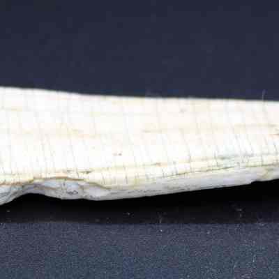 Shell scraper/adze with notch in front: Origsize: 9.5 cm (l); Origformat: Artifact; Resolution: 200 dpi