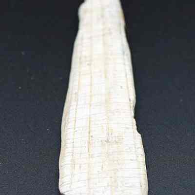 Lengthwise view of shell scraper/adze: Origsize: 9.5 cm (l); Origformat: Artifact; Resolution: 200 dpi