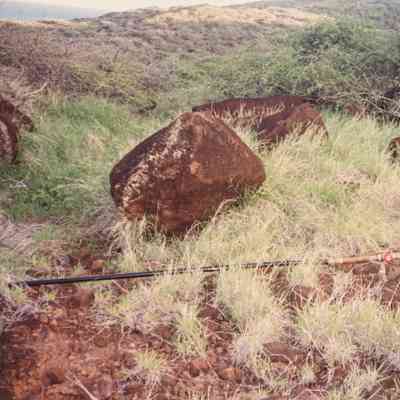 Irrigation line near pōhaku (stones)