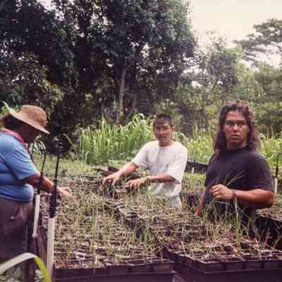 People propagating starter plants
