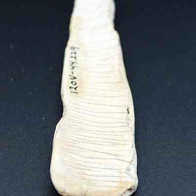 Lengthwise view  of the underside of an shell scraper/adze: Origsize: 9.5 (l); Origformat: Artifact; Resolution: 200 dpi