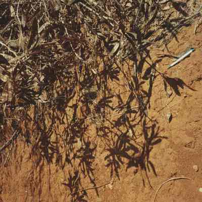 Koa haole seed pods with Pau o Hiiaka