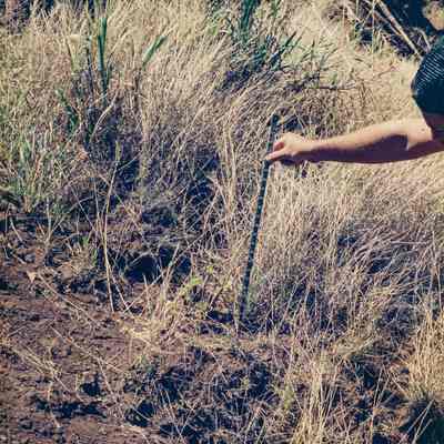 Measuring grass