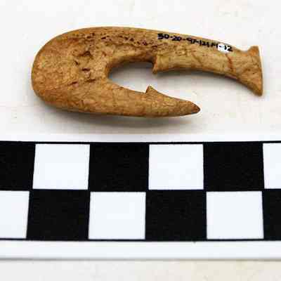 Underside of fishhook with item number: The image shows an ancient bone fishhook lying beside a black and white scale, marked in centimeters, on a white background for measurement comparison.