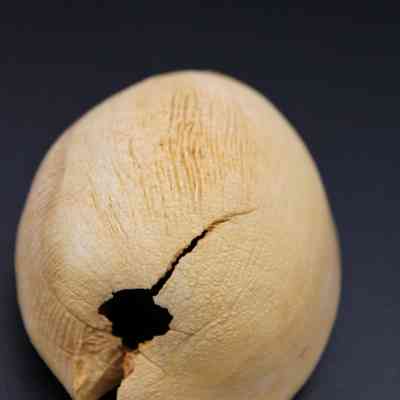Closeup of one side of cowrie shell lure: A close-up image shows a cowrie shell lure with visible texture and a large, noticeable crack on its surface against a dark background.