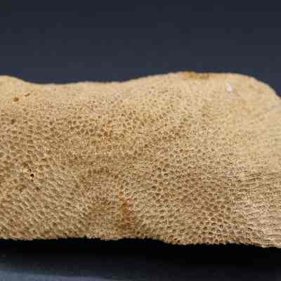 Closeup of a coral abrader: The image shows a textured coral abrader, characterized by its porous, rough surface, which is commonly used for grinding or smoothing materials.
