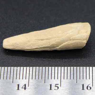 Echinoid spine abrader with a ruler: The image shows a beige, elongated echnoid spine resting on a black background beside a measuring scale, indicating its size.